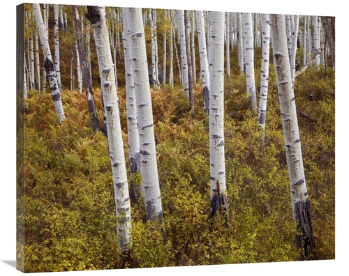 Global Gallery GCS-395983-36-142 36 in. Quaking Aspen Trees in Autumn 