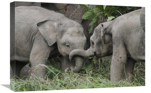 Global Gallery GCS-397705-1624-142 16 x 24 in. Asian Elephant Young Pl