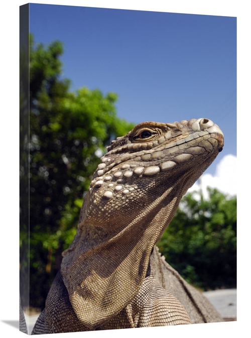 Global Gallery GCS-397580-2030-142 20 x 30 in. Green Iguana Sunbathing