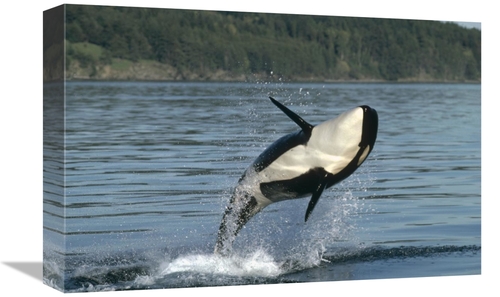 Global Gallery GCS-395750-1218-142 12 x 18 in. Orca Breaching Along th