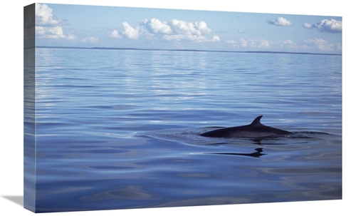 Global Gallery GCS-451023-1624-142 16 x 24 in. Common Minke Whale Dors