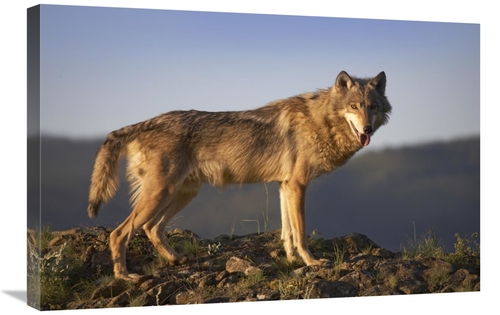 Global Gallery GCS-452199-2030-142 20 x 30 in. Gray Wolf Side VIew&#44