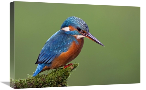 Global Gallery GCS-395293-1624-142 16 x 24 in. Common Kingfisher, 