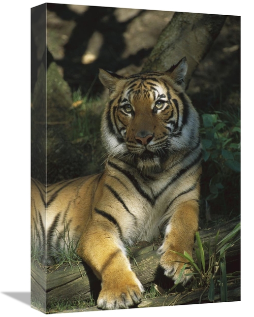 Global Gallery GCS-452642-1218-142 12 x 18 in. Bengal Tiger Portrait R