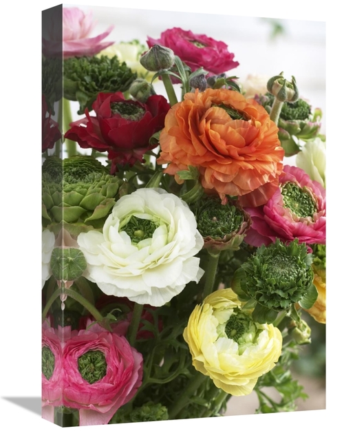 Global Gallery GCS-398389-1218-142 12 x 18 in. Buttercup Mirabelle Ver