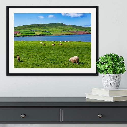 Photo sheep in rural landscape for farming Framed Print