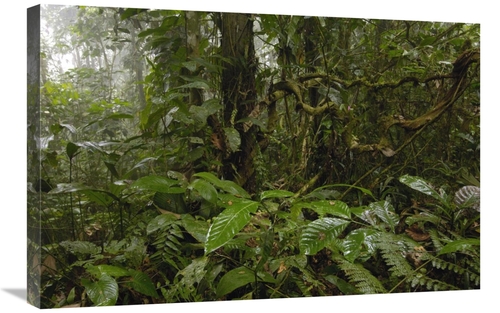 Global Gallery GCS-453080-2030-142 20 x 30 in. Primary Rainforest,