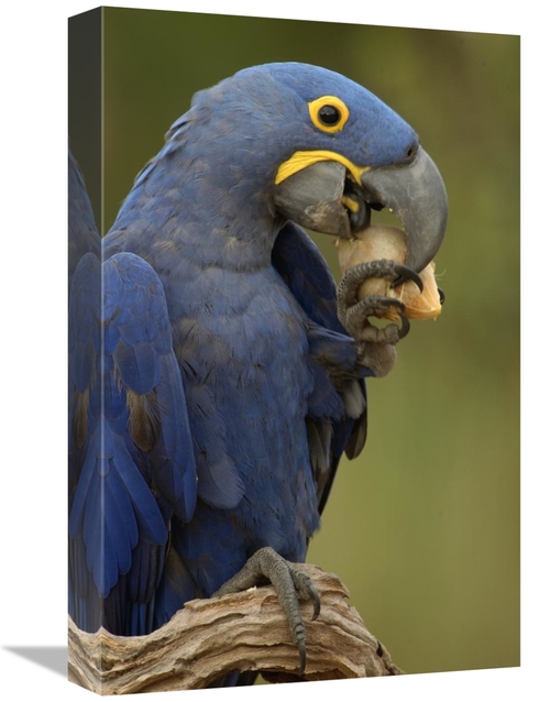 Global Gallery GCS-453150-1218-142 12 x 18 in. Hyacinth Macaw in Cerra