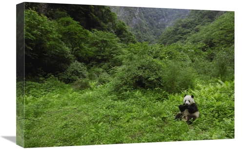 Global Gallery GCS-397882-1624-142 16 x 24 in. Giant Panda Sitting in 