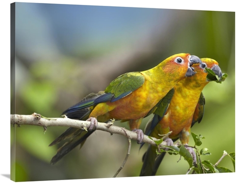 Global Gallery GCS-396564-3040-142 30 x 40 in. Sun Parakeet Pair Feedi