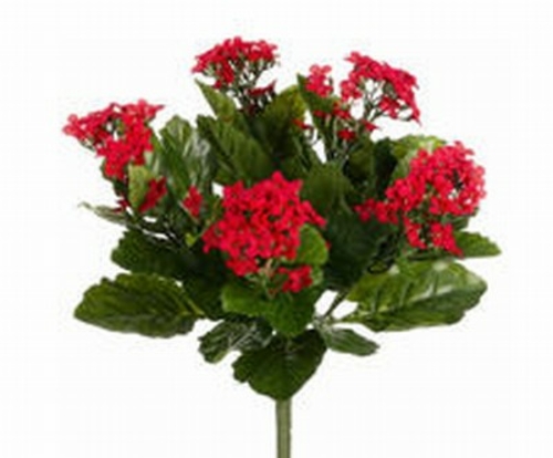 FBK107-RE 13.5 in. Red Kalanchoe Bushes X5- Case of 6