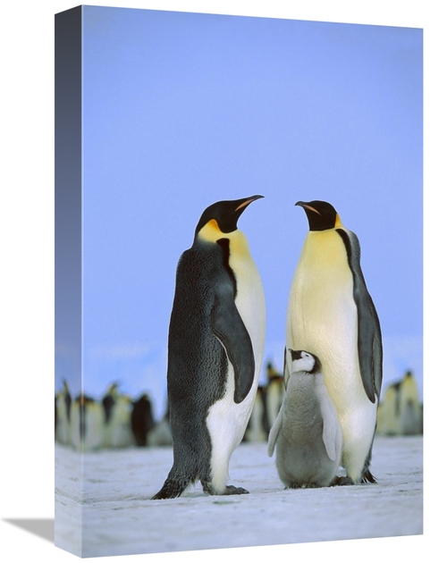 Global Gallery GCS-452319-1218-142 12 x 18 in. Emperor Penguin Family&