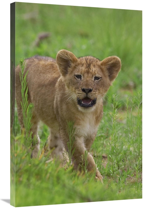 Global Gallery GCS-398153-2436-142 24 x 36 in. African Lion Cub Callin