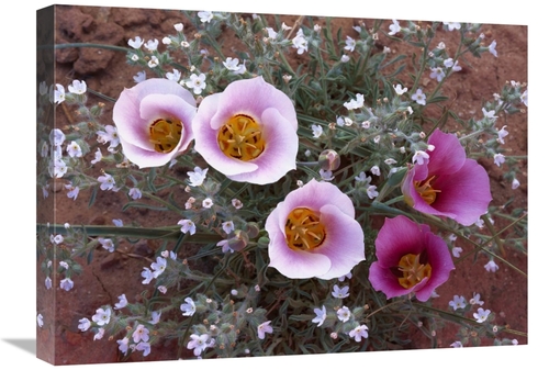 Global Gallery GCS-397133-1824-142 18 x 24 in. Sego Lily Group, St