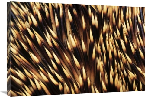 Global Gallery GCS-395574-2436-142 24 x 36 in. Brown-Breasted Hedgehog