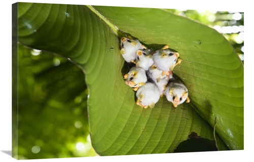 Global Gallery GCS-452686-2436-142 24 x 36 in. Honduran White Bat Roos