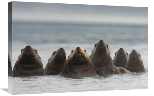 Global Gallery GCS-397995-2030-142 20 x 30 in. Stellers Sea Lion Group