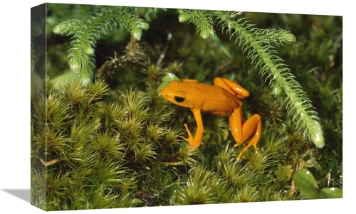 Global Gallery GCS-452644-1218-142 12 x 18 in. Golden Mantella Frog in
