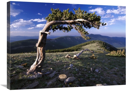 Global Gallery GCS-396048-2432-142 24 x 32 in. Bristlecone Pine, M