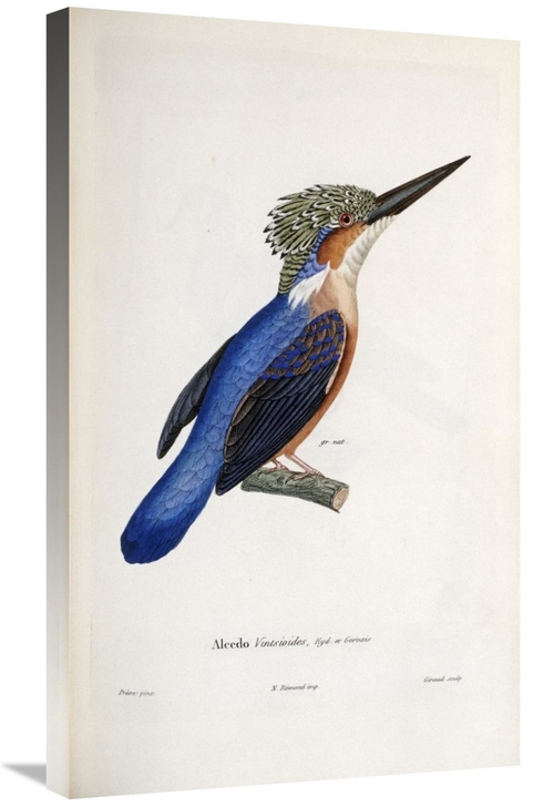 Global Gallery GCS-268219-30-142 30 in. Malagasy Kingfisher Art Print 