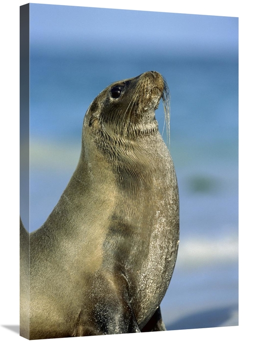 Global Gallery GCS-451764-2030-142 20 x 30 in. Galapagos Sea Lion Fema