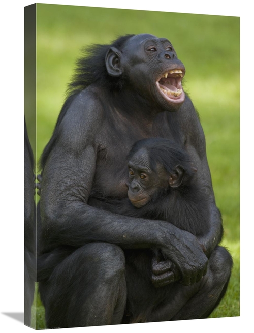 Global Gallery GCS-450913-1624-142 16 x 24 in. Bonobo Mother & Baby