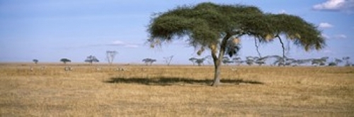 Panoramic Images PPI111658L Acacia trees with weaver bird nests  Antel