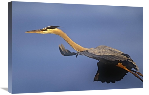 Global Gallery GCS-396091-2030-142 20 x 30 in. Great Blue Heron Flying