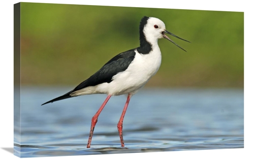 Global Gallery GCS-397468-2030-142 20 x 30 in. Black-Winged Stilt Call