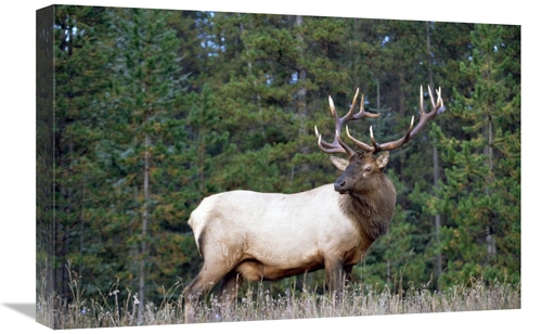 Global Gallery GCS-396159-1624-142 16 x 24 in. Elk or Wapiti Male Port