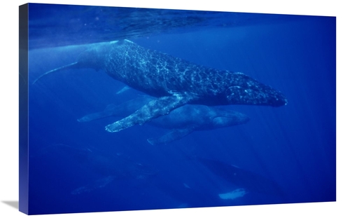 Global Gallery GCS-450992-2030-142 20 x 30 in. Humpback Whale Travelin