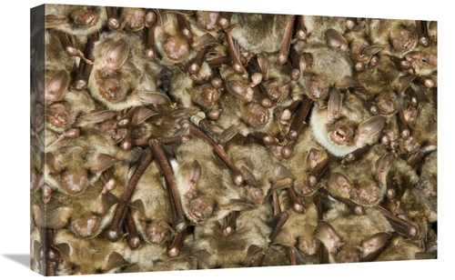 Global Gallery GCS-395314-1624-142 16 x 24 in. Greater Mouse-Eared Bat