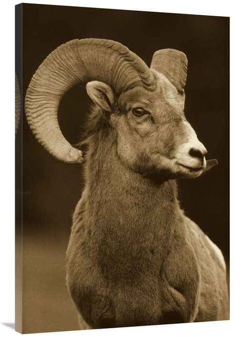 Global Gallery GCS-450507-3040-142 30 x 40 in. Bighorn Sheep Male Port