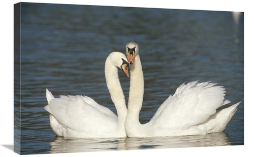 Global Gallery GCS-452391-2030-142 20 x 30 in. Mute Swan Courting Pair