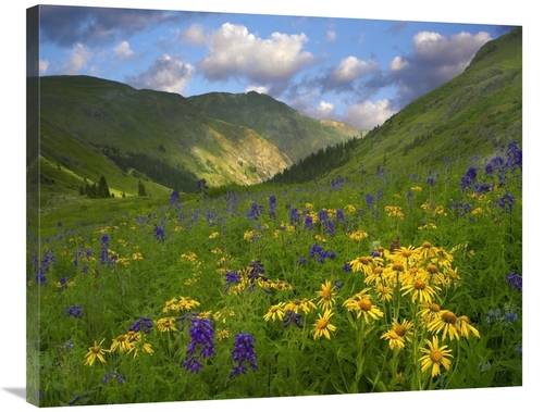 Global Gallery GCS-396567-2835-142 28 x 35 in. Orange Sneezeweed & Del