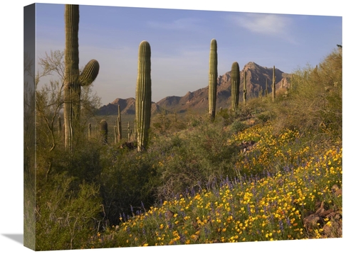 Global Gallery GCS-395952-1824-142 18 x 24 in. Saguaro Cacti & Califor