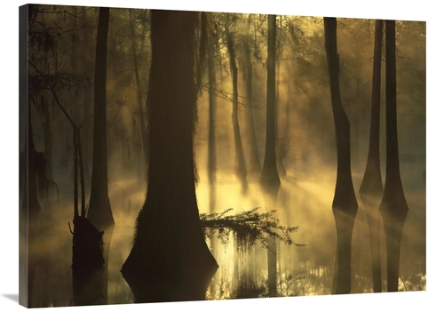 Global Gallery GCS-396946-3040-142 30 x 40 in. Bald Cypress Grove in F