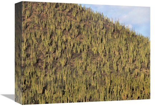 Global Gallery GCS-396743-1216-142 12 x 16 in. Organ Pipe Cactus Clust