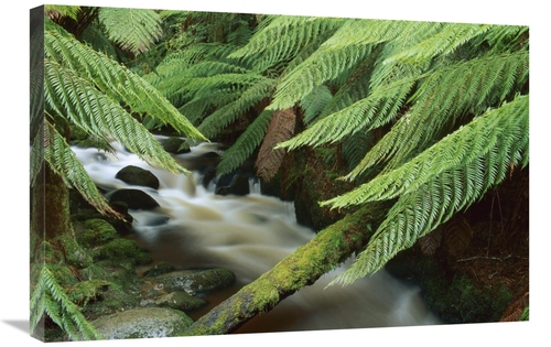 Global Gallery GCS-453503-2030-142 20 x 30 in. Tree Fern Over Stream&#
