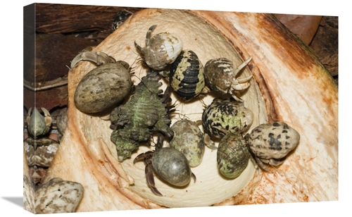 Global Gallery GCS-453624-1624-142 16 x 24 in. Hermit Crab Group Eatin