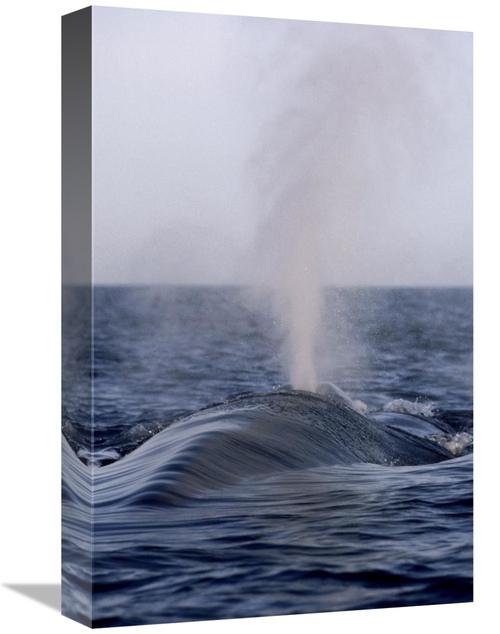 Global Gallery GCS-450600-1218-142 12 x 18 in. Blue Whale Spouting&#44