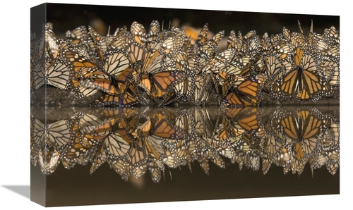 Global Gallery GCS-395365-1218-142 12 x 18 in. Monarch Butterflies Gat