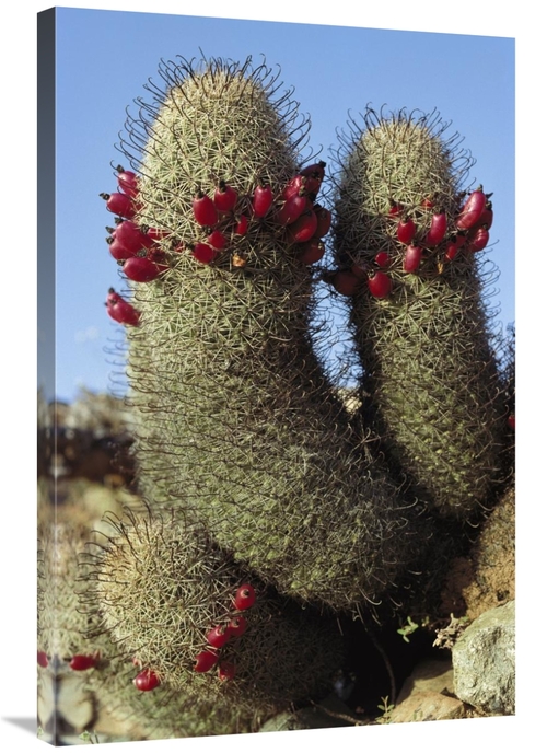 Global Gallery GCS-395596-2436-142 24 x 36 in. Fishhook Cactus in Bloo