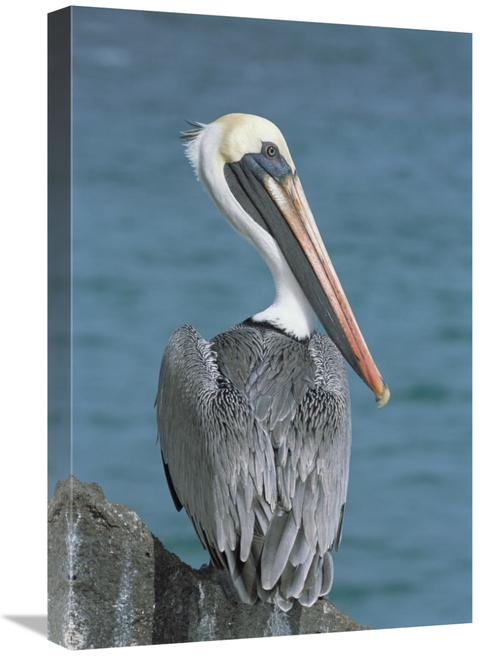 Global Gallery GCS-451516-1624-142 16 x 24 in. Brown Pelican Adult in 