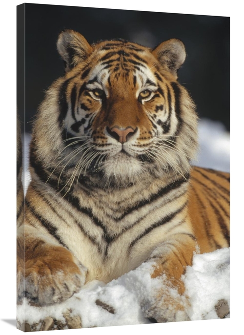 Global Gallery GCS-452334-2436-142 24 x 36 in. Siberian Tiger Portrait