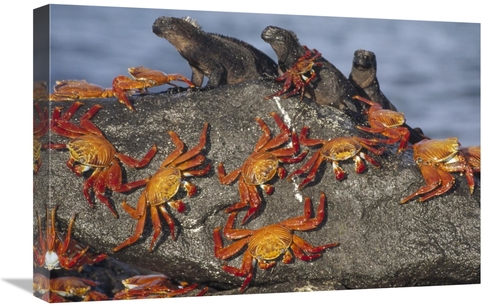 Global Gallery GCS-451192-1624-142 16 x 24 in. Sally Lightfoot Crabs &