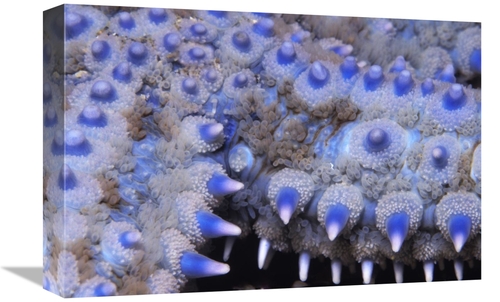 Global Gallery GCS-397588-1218-142 12 x 18 in. Spiny Starfish Close Up