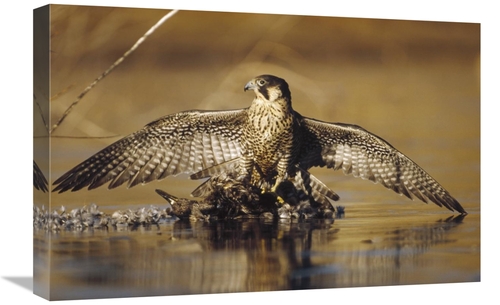 Global Gallery GCS-397025-1624-142 16 x 24 in. Peregrine Falcon Adult 