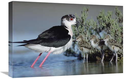 Global Gallery GCS-396590-1624-142 16 x 24 in. Black-Winged Stilt Moth