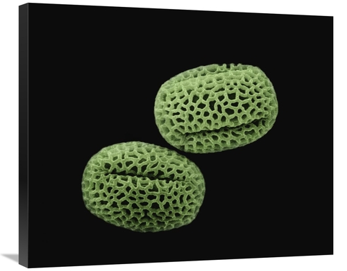 Global Gallery GCS-397619-30-142 30 in. Olive - Olea Europaea Pollen a